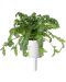 Semințe  Click and Grow - Salata de crizanteme Shungiku, 3 rezerve - 3t