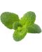 Semințe Click and Grow - Apple mint, 3 rezerve - 2t