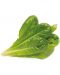 Semințe Click and Grow - Lettuce Romain, 3 rezerve - 2t