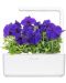 Semințe Click and Grow - Petunia albastră, 3 rezerve - 4t