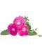 Semințe Click and Grow - Pink petunia, 3 rezerve - 2t
