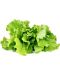 Semințe Click and Grow - Salata verde, 3 rezerve - 2t