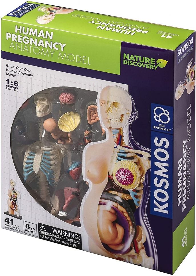 Set de asamblat pentru copii Thames & Kosmos - Anatomia sarcinii umane