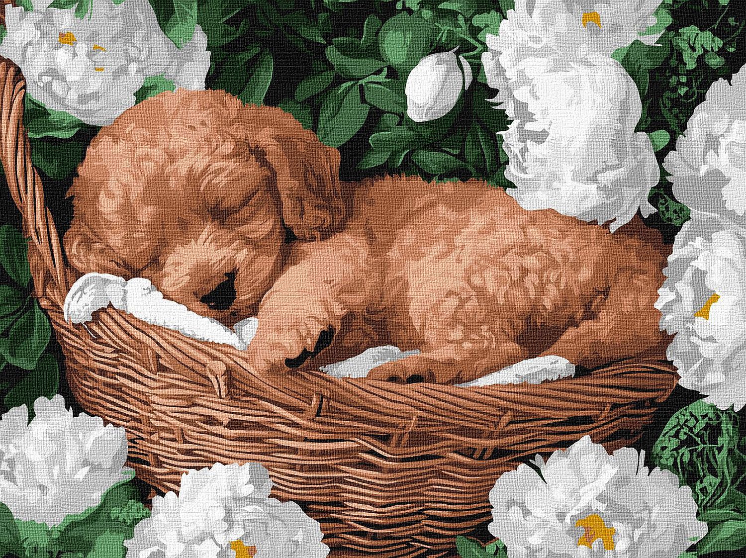 Set de pictură după numere Ideyka - Pudel adormit, 30 x 40 cm