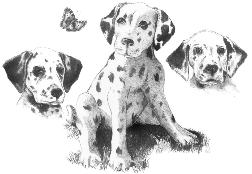 Set de desen cu creioane Royal - Dalmatieni, grafica, 29 х 39 cm