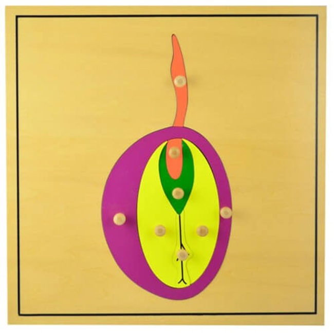 Puzzle botanic Montessori Smart Baby – Semințe