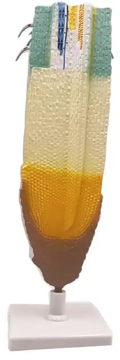 Aceasta este imaginea corespunzatoare acestui obiect