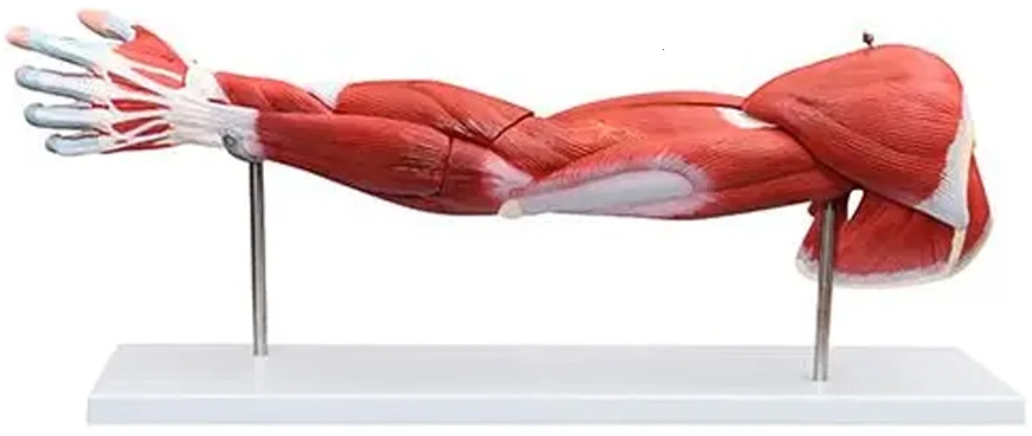 Aceasta este imaginea corespunzatoare acestui obiect