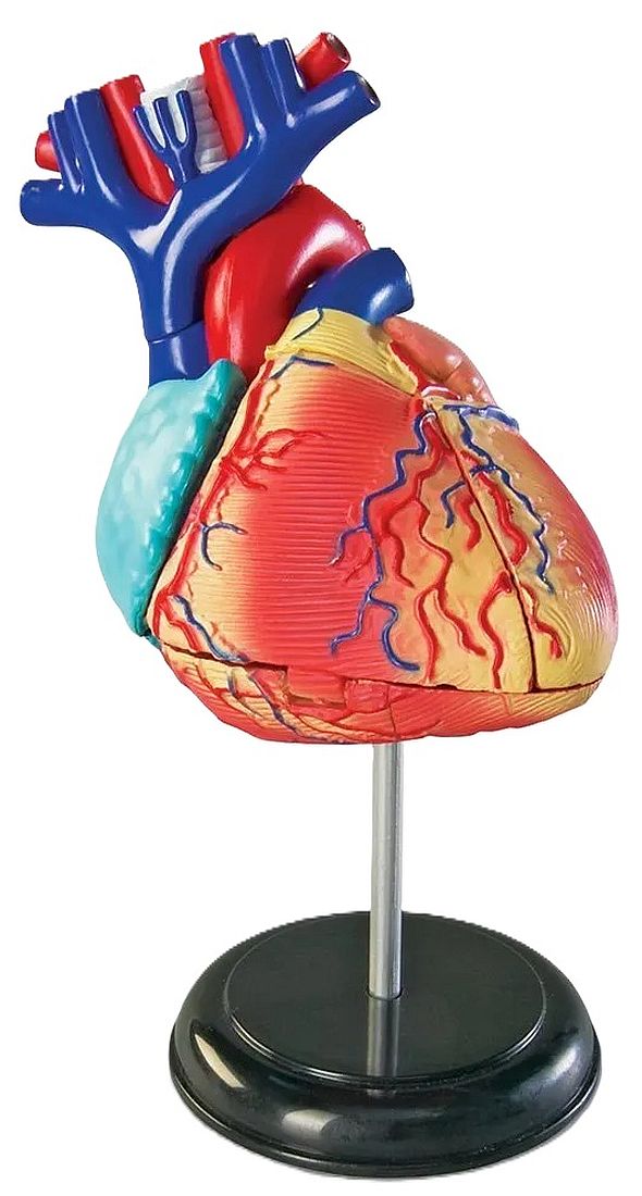 Set educațional Learning Resources - Model anatomic al inimii