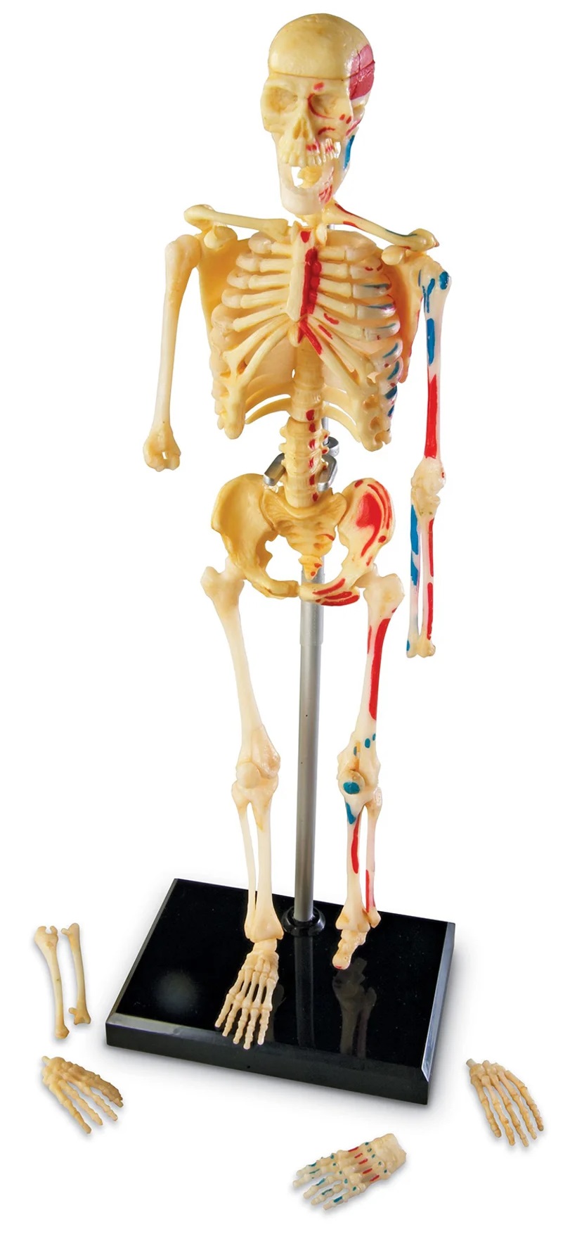 Set educațional Learning Resources - Model de schelet uman, 23 cm