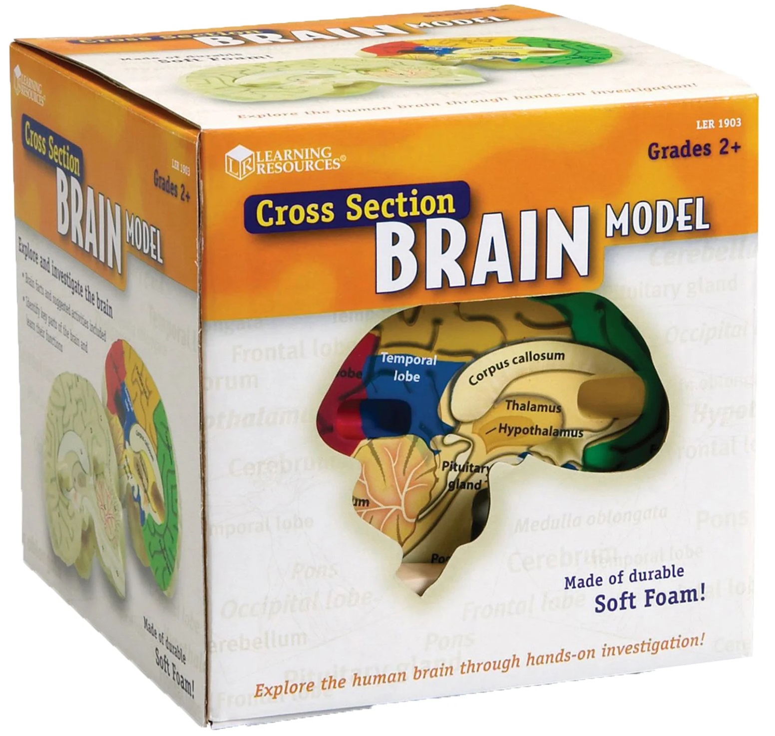Set educațional Learning Resources - Modelul creierului, secțiune transversală