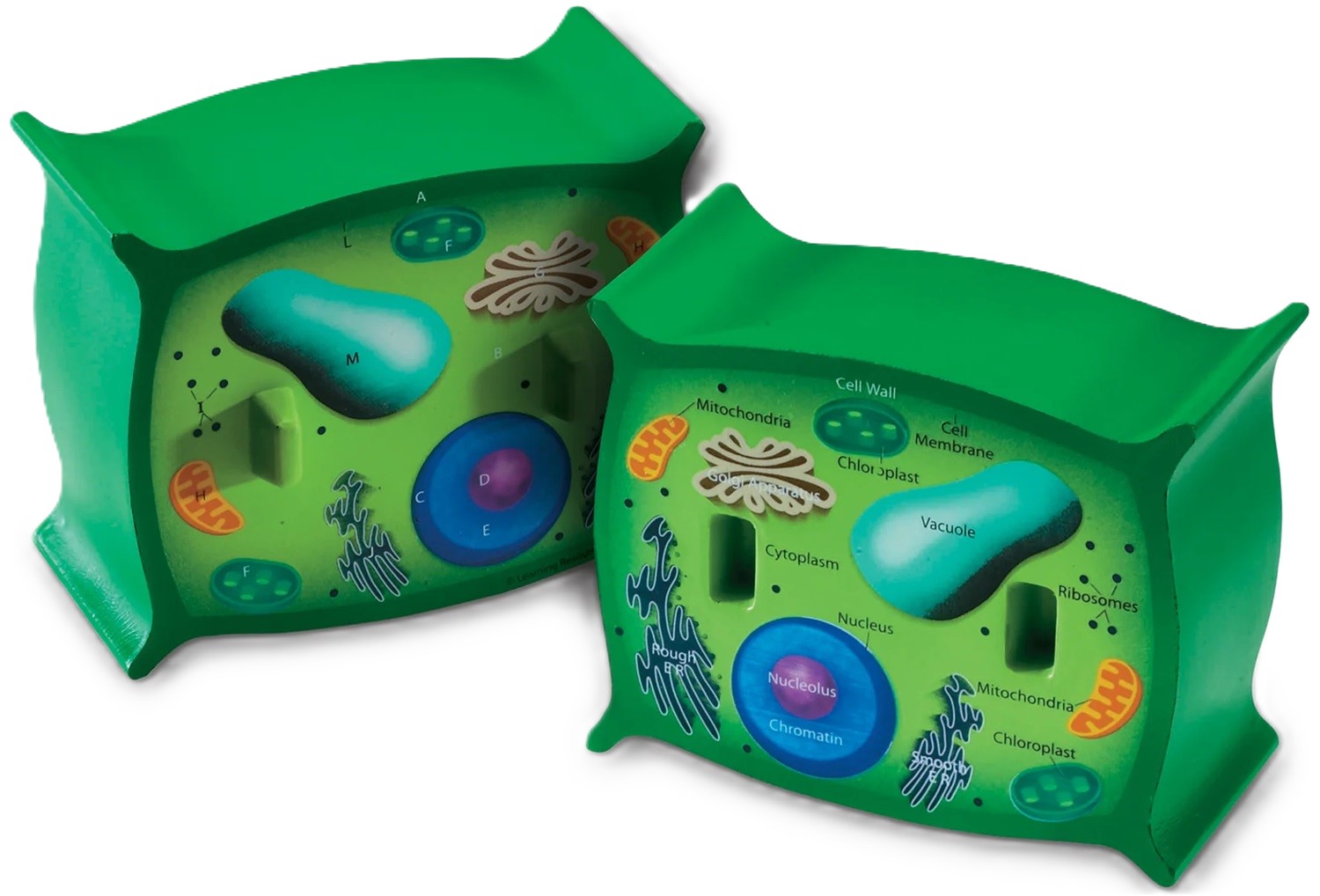 Set educațional Learning Resources - Model de celule vegetale, secțiune transversală