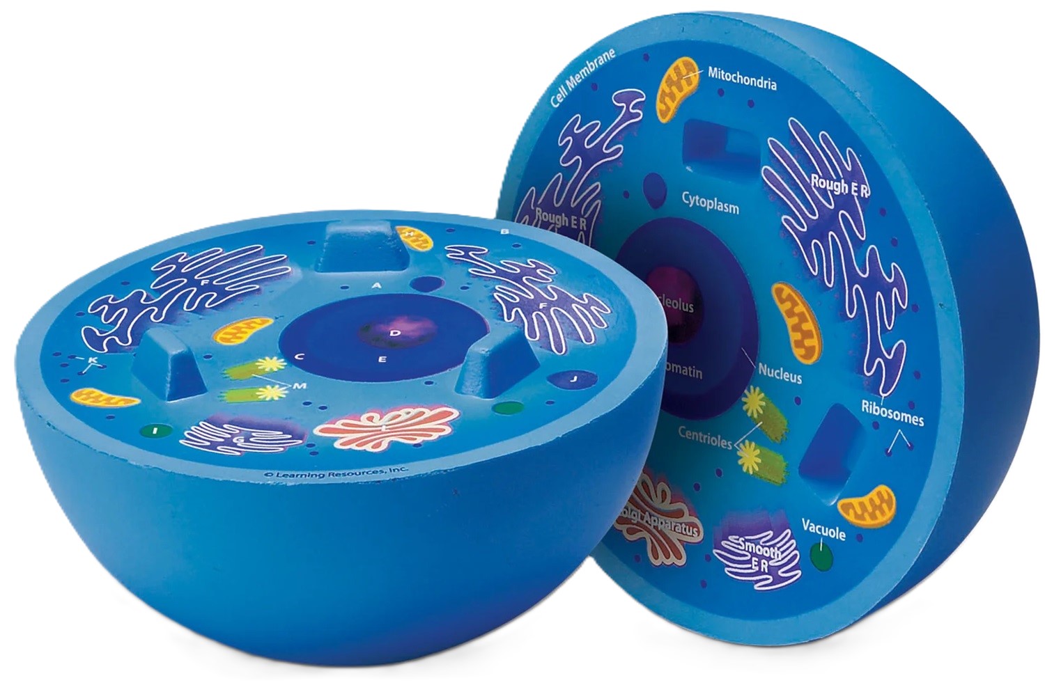 Set educațional Learning Resources - Model de celule animale, secțiune transversală
