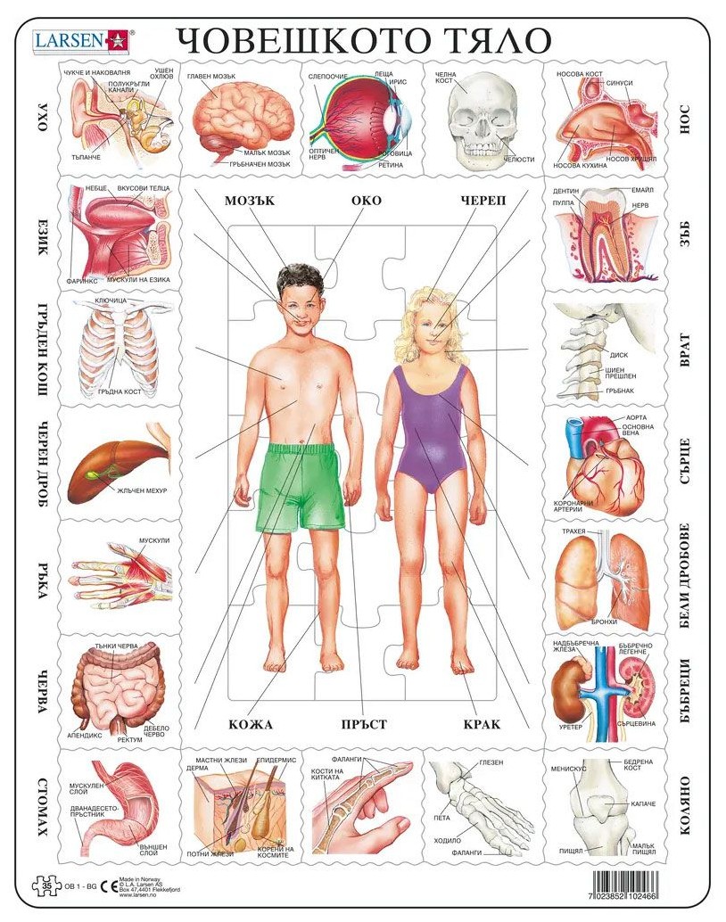 Puzzle educațional Larsen din 35 piese - Corpul uman