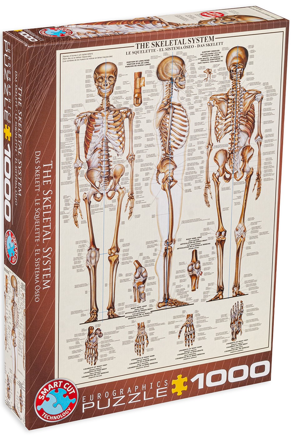 Puzzle Eurographics din 1000 de piese - Sistemul osos