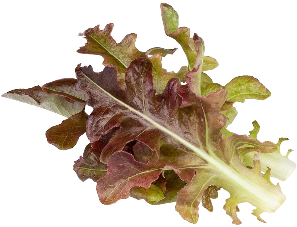 Semințe Click and Grow - Salata verde rosie Frunza de stejar, 3 rezerve